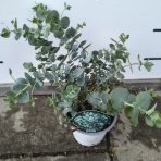 Eukalyptus (Eucalyptus cinerea) ´SILVER DOLLAR´ - výška 20-40 cm, kont. C1,5L (-13°C)